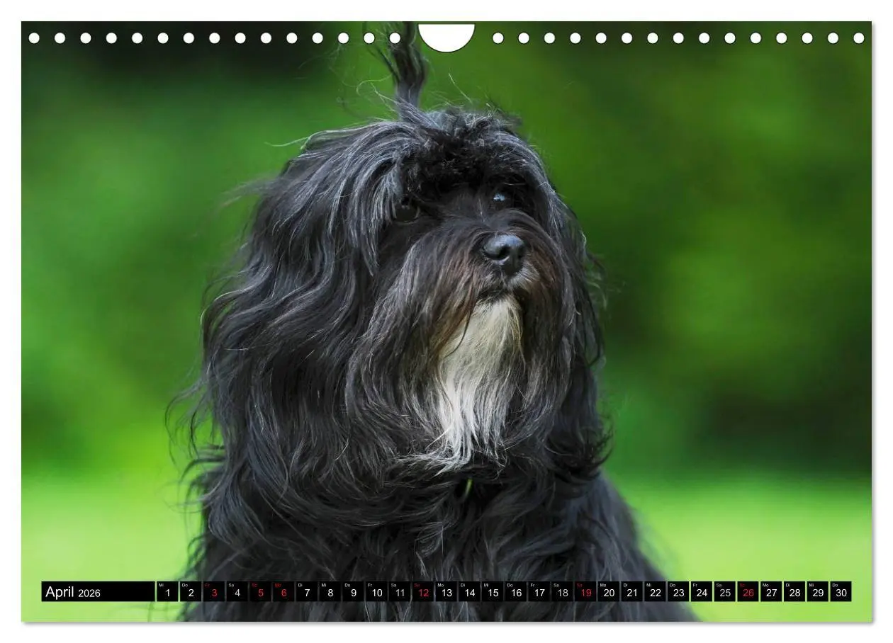 Bild: 9783516034981 | Havaneser - Herz auf 4 Pfoten (Wandkalender 2026 DIN A4 quer),...