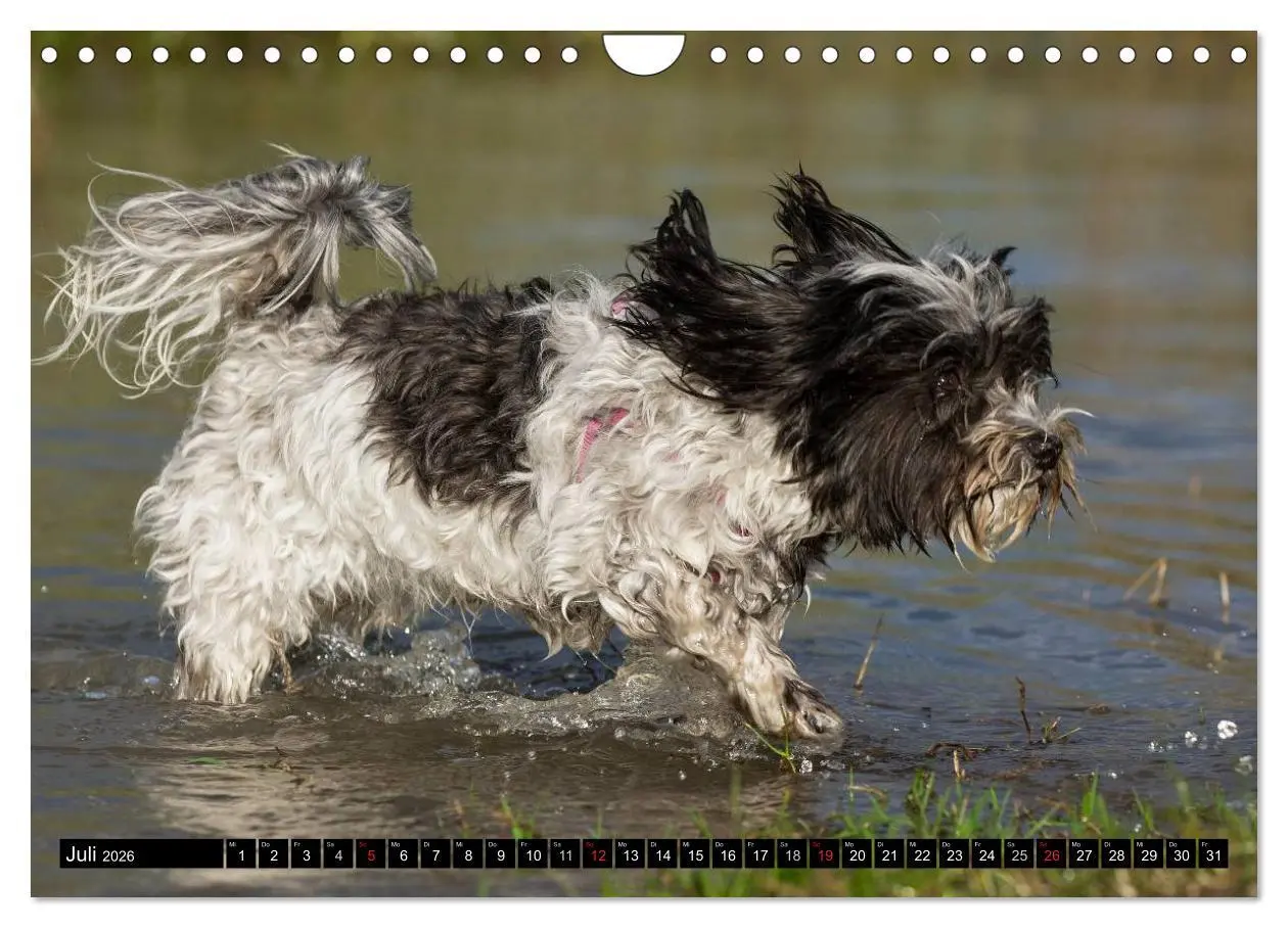 Bild: 9783516034981 | Havaneser - Herz auf 4 Pfoten (Wandkalender 2026 DIN A4 quer),...