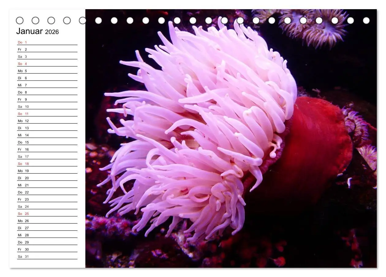Bild: 9783457995181 | Faszination Tauchen. Neptuns Reich (Tischkalender 2026 DIN A5...