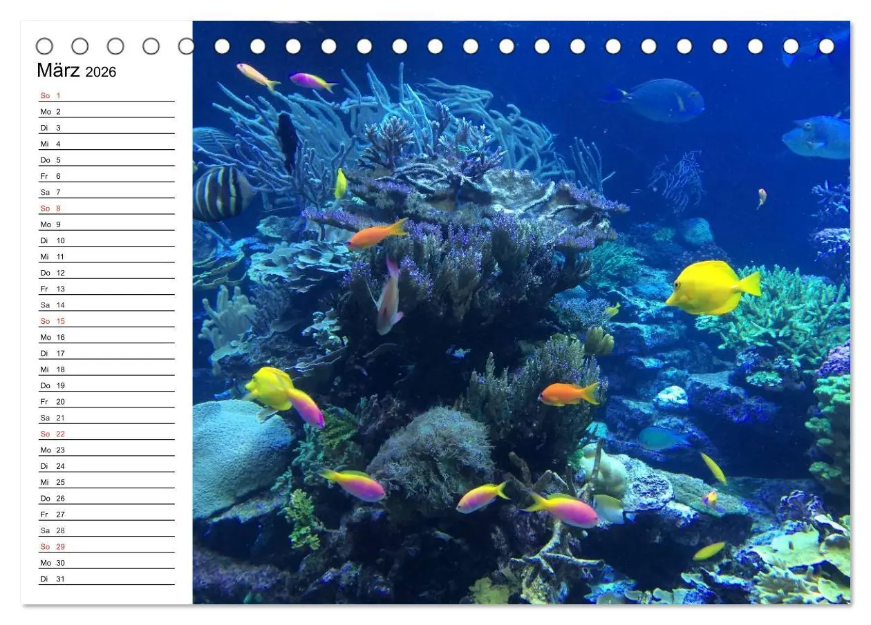 Bild: 9783457995181 | Faszination Tauchen. Neptuns Reich (Tischkalender 2026 DIN A5...