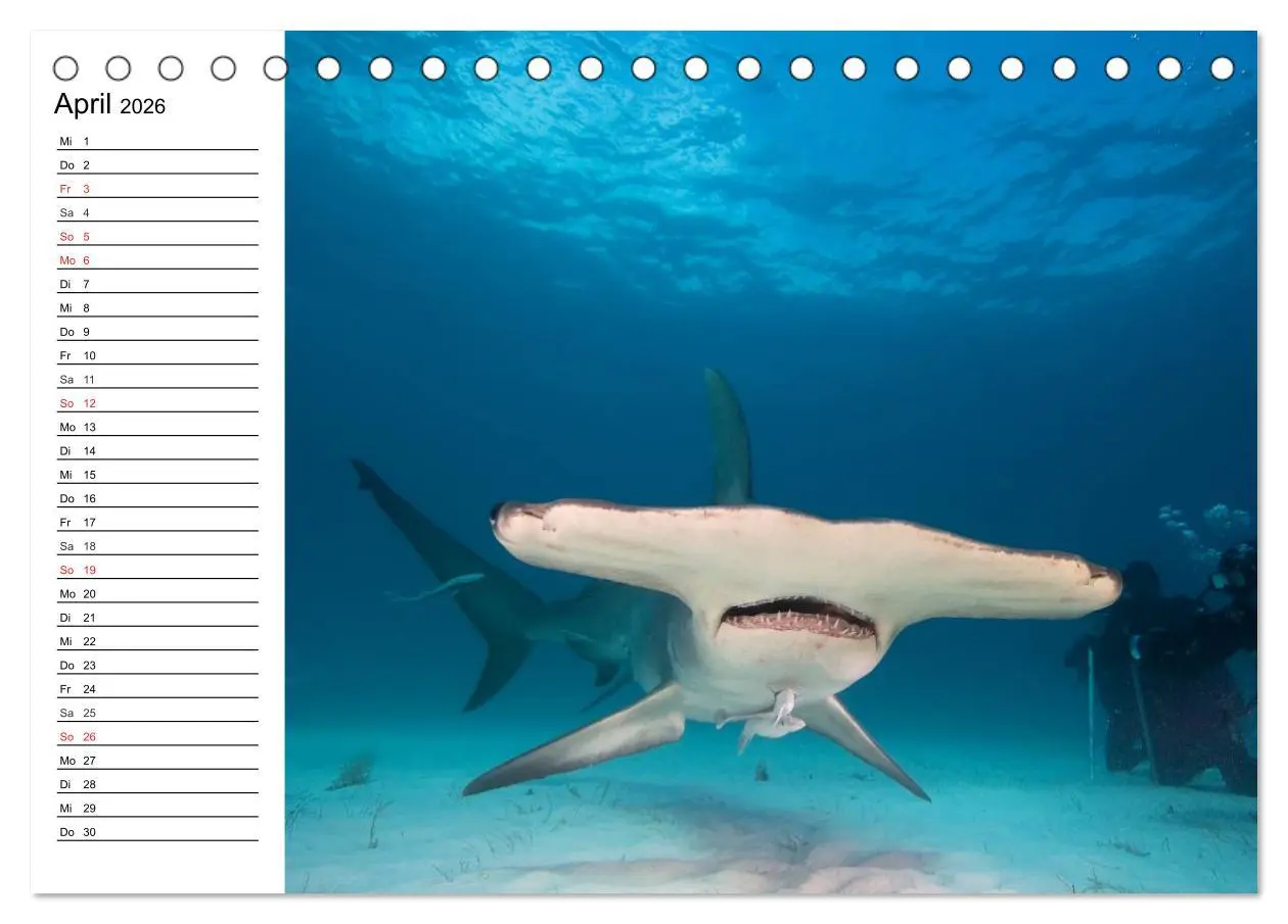 Bild: 9783457995181 | Faszination Tauchen. Neptuns Reich (Tischkalender 2026 DIN A5...
