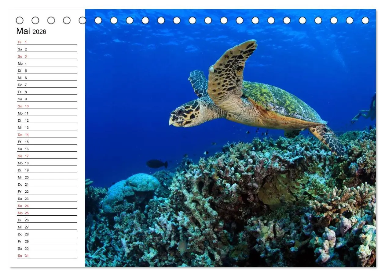 Bild: 9783457995181 | Faszination Tauchen. Neptuns Reich (Tischkalender 2026 DIN A5...