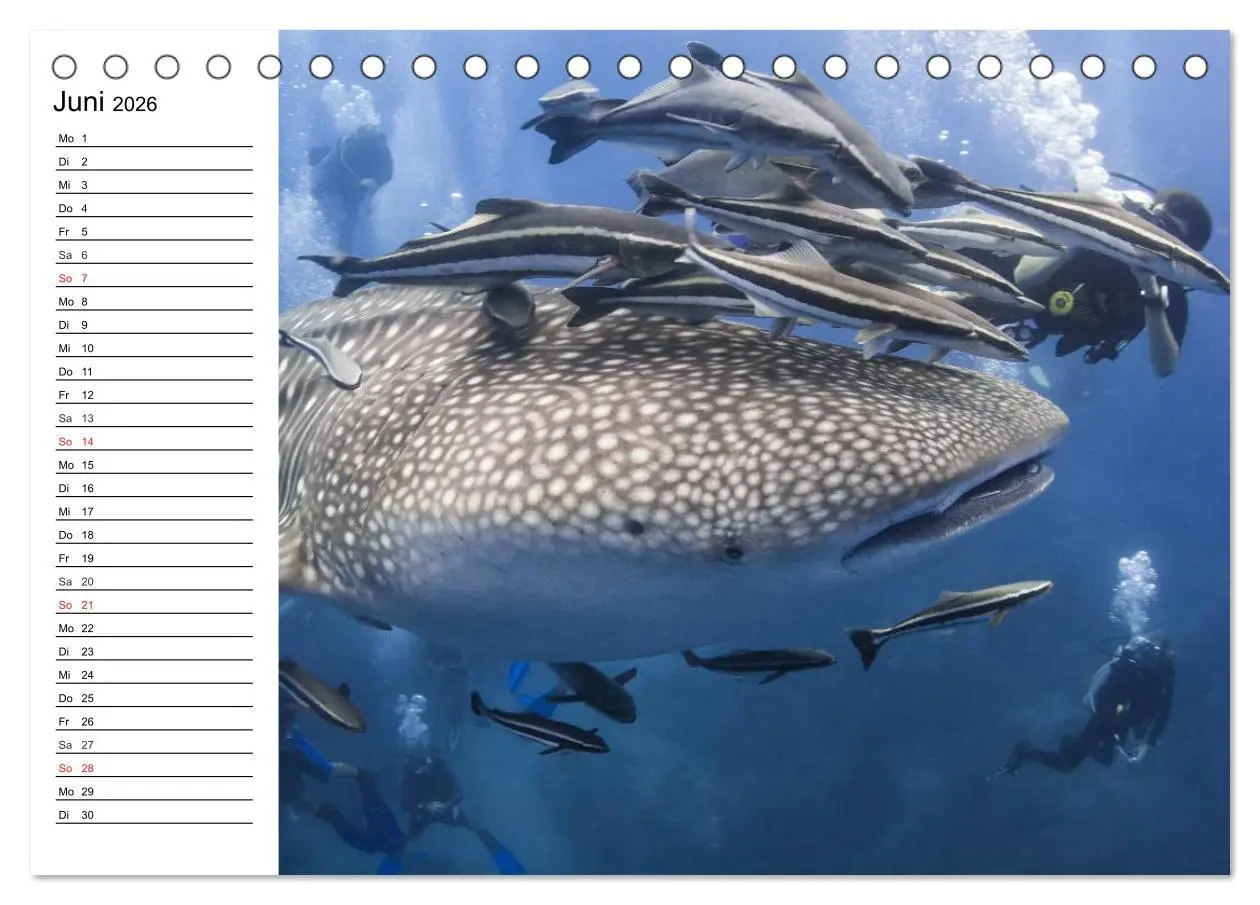 Bild: 9783457995181 | Faszination Tauchen. Neptuns Reich (Tischkalender 2026 DIN A5...