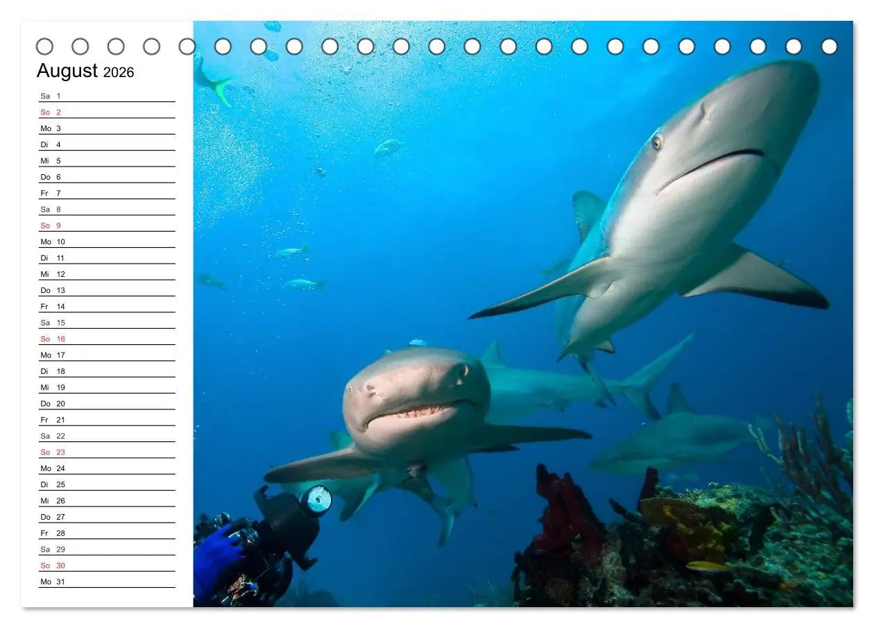 Bild: 9783457995181 | Faszination Tauchen. Neptuns Reich (Tischkalender 2026 DIN A5...