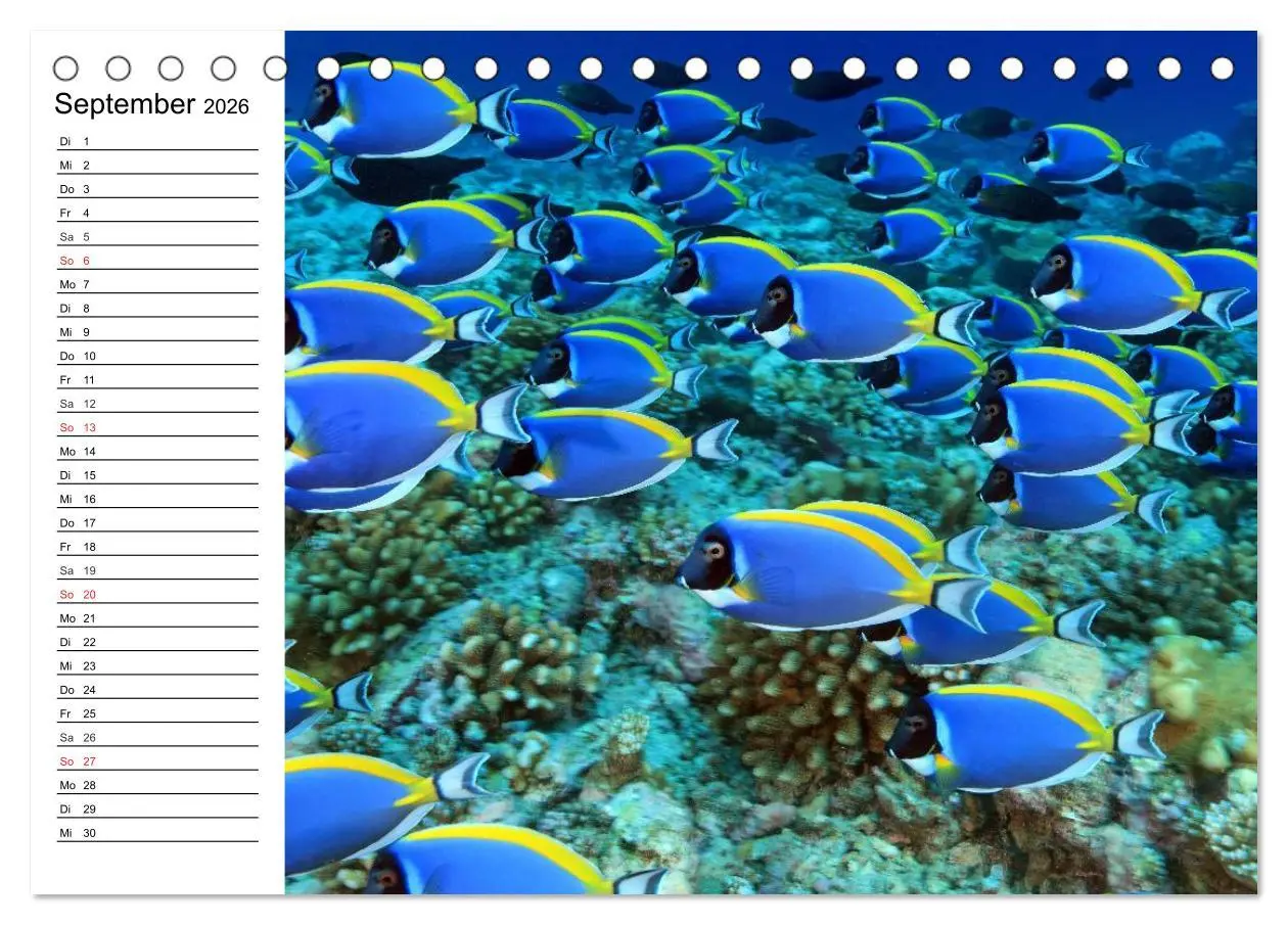 Bild: 9783457995181 | Faszination Tauchen. Neptuns Reich (Tischkalender 2026 DIN A5...