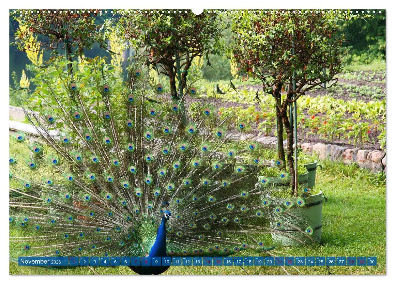 Bild: 9783457435281 | Die Pfaueninsel in Berlin (hochwertiger Premium Wandkalender 2026...