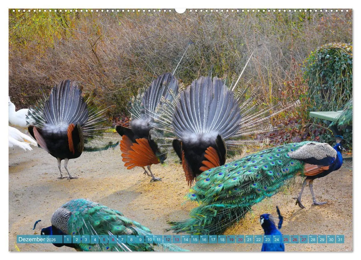 Bild: 9783457435281 | Die Pfaueninsel in Berlin (hochwertiger Premium Wandkalender 2026...