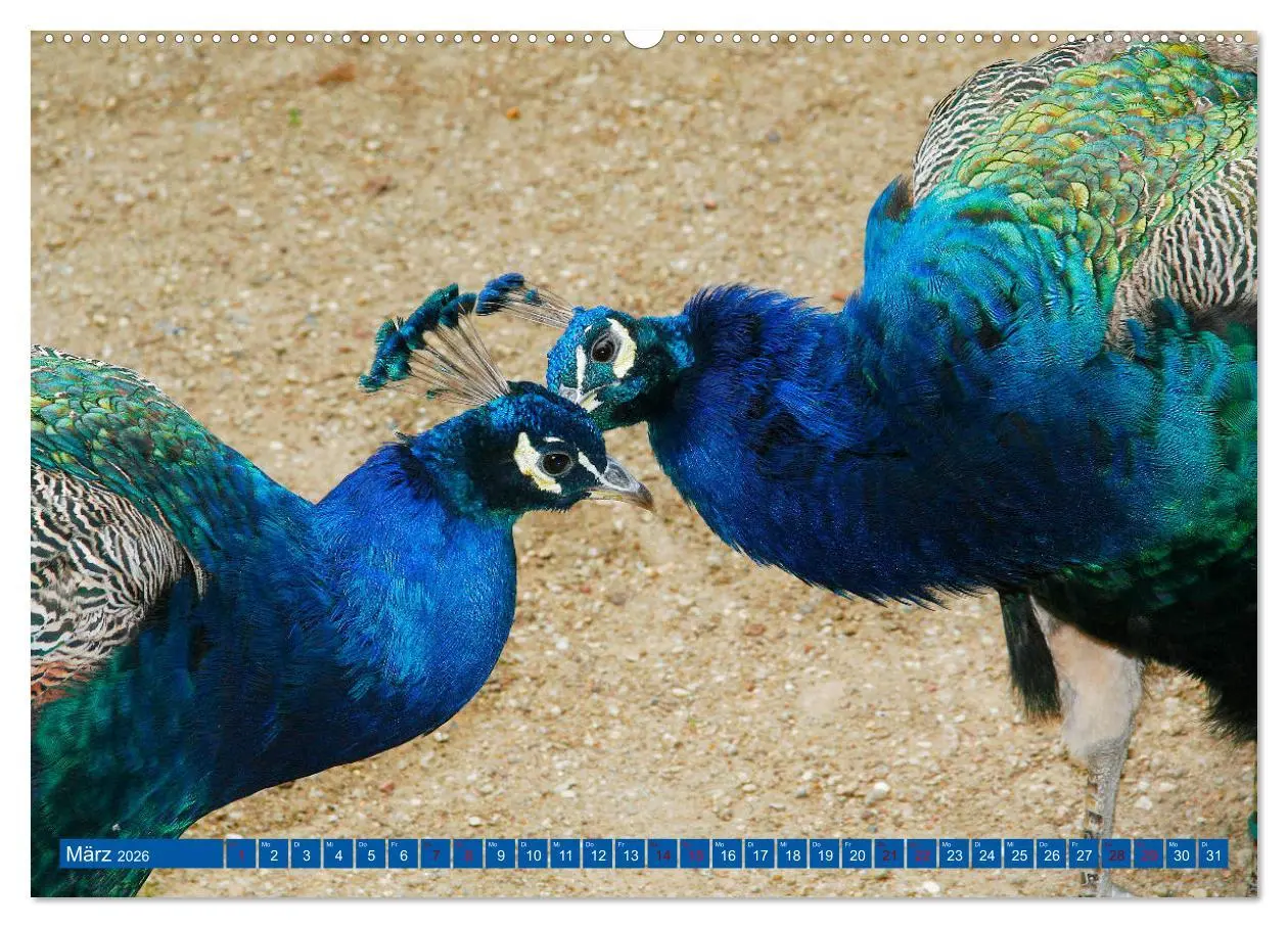 Bild: 9783457435281 | Die Pfaueninsel in Berlin (hochwertiger Premium Wandkalender 2026...