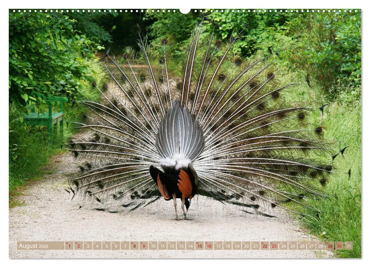 Bild: 9783457435281 | Die Pfaueninsel in Berlin (hochwertiger Premium Wandkalender 2026...