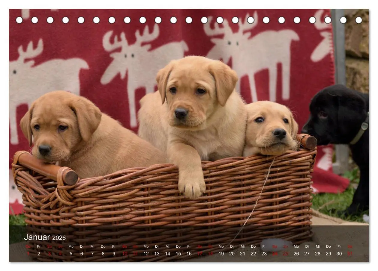 Bild: 9783457805381 | Labrador Retriever Welpen (Tischkalender 2026 DIN A5 quer),...