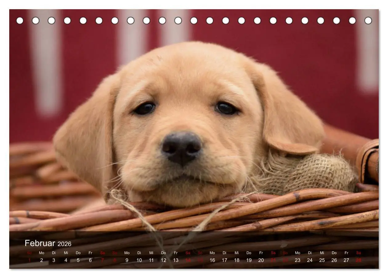 Bild: 9783457805381 | Labrador Retriever Welpen (Tischkalender 2026 DIN A5 quer),...