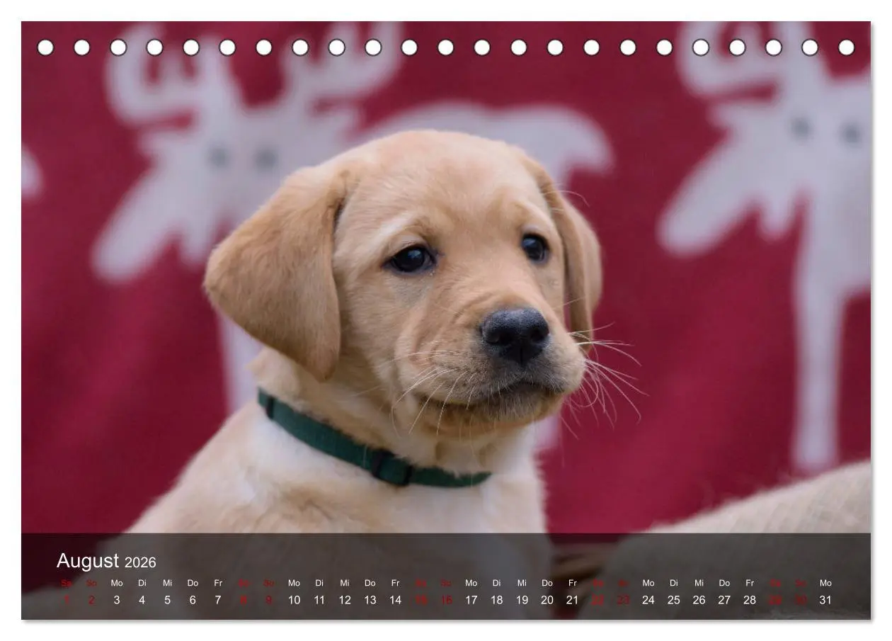 Bild: 9783457805381 | Labrador Retriever Welpen (Tischkalender 2026 DIN A5 quer),...