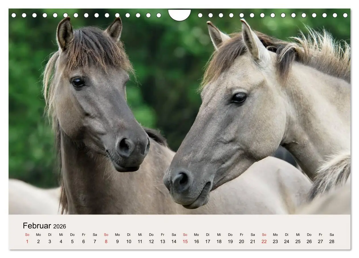 Bild: 9783516205381 | Dülmener Wildpferde (Wandkalender 2026 DIN A4 quer), CALVENDO...
