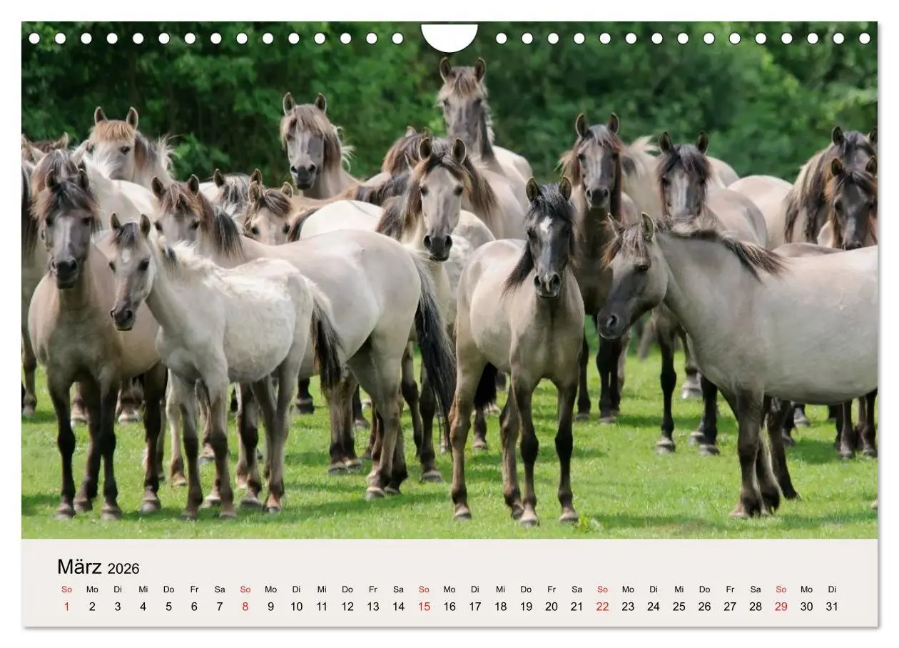 Bild: 9783516205381 | Dülmener Wildpferde (Wandkalender 2026 DIN A4 quer), CALVENDO...