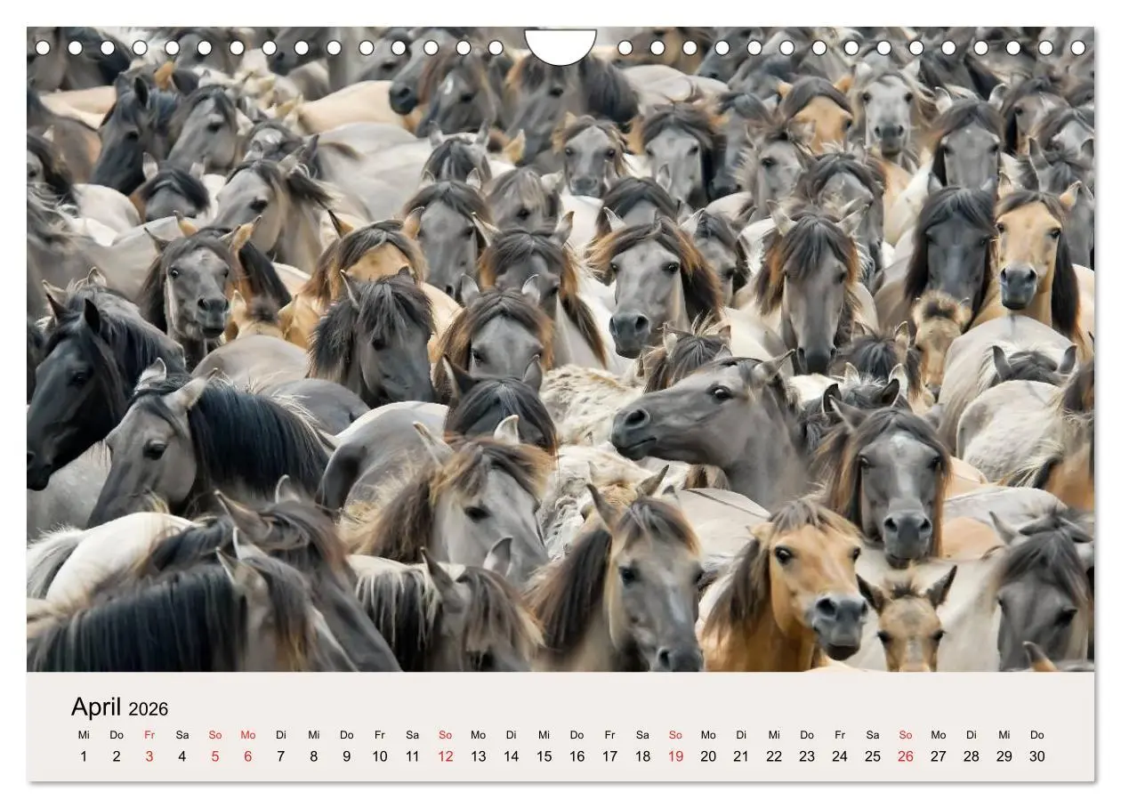 Bild: 9783516205381 | Dülmener Wildpferde (Wandkalender 2026 DIN A4 quer), CALVENDO...
