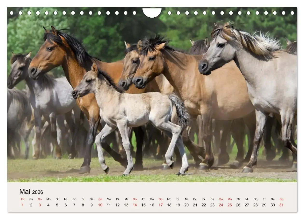 Bild: 9783516205381 | Dülmener Wildpferde (Wandkalender 2026 DIN A4 quer), CALVENDO...