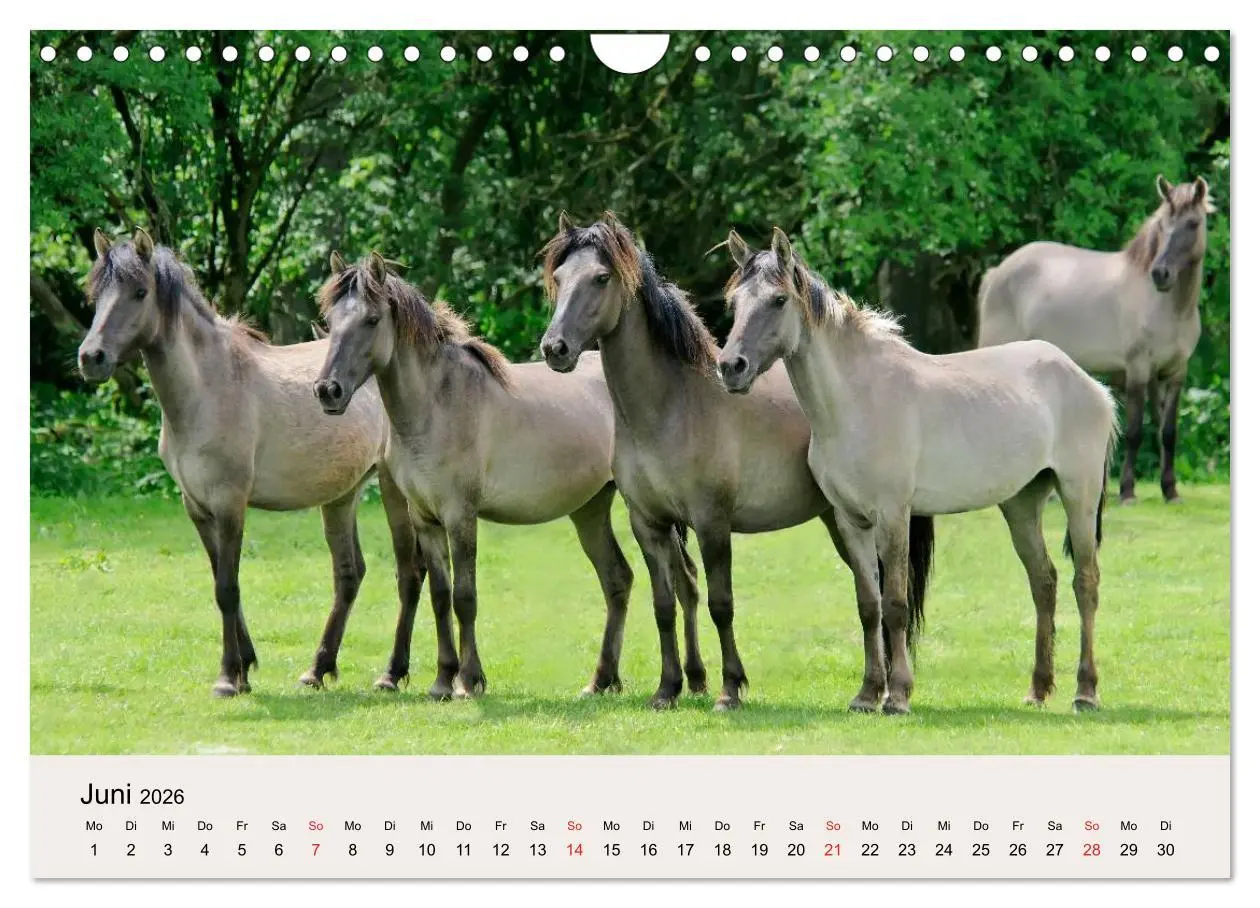 Bild: 9783516205381 | Dülmener Wildpferde (Wandkalender 2026 DIN A4 quer), CALVENDO...