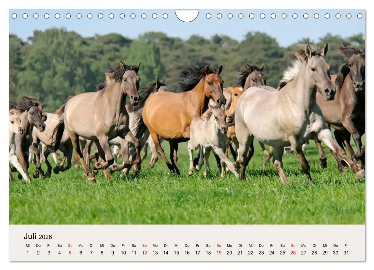 Bild: 9783516205381 | Dülmener Wildpferde (Wandkalender 2026 DIN A4 quer), CALVENDO...