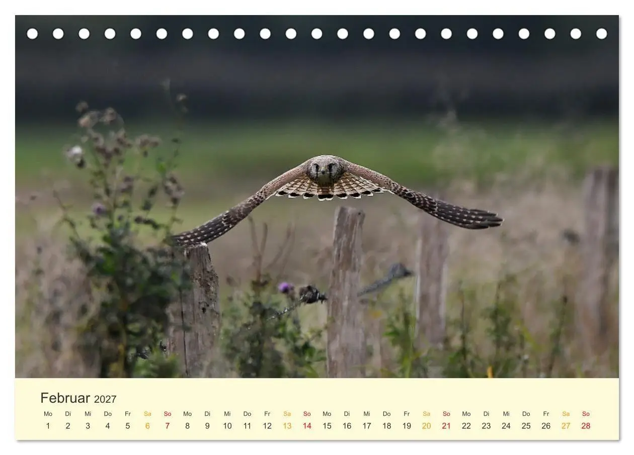 Bild: 9783569465381 | Im Revier der Falken (Tischkalender 2027 DIN A5 quer), CALVENDO...