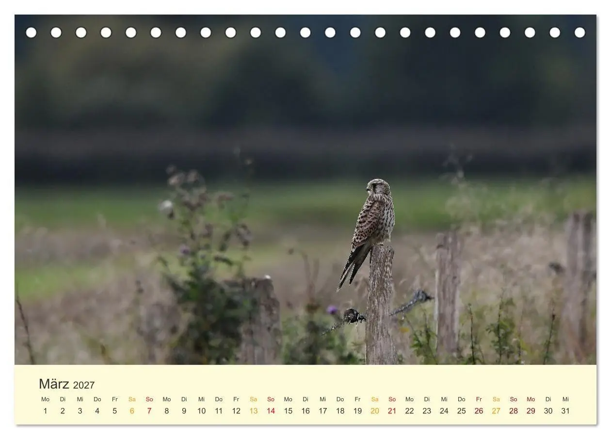 Bild: 9783569465381 | Im Revier der Falken (Tischkalender 2027 DIN A5 quer), CALVENDO...
