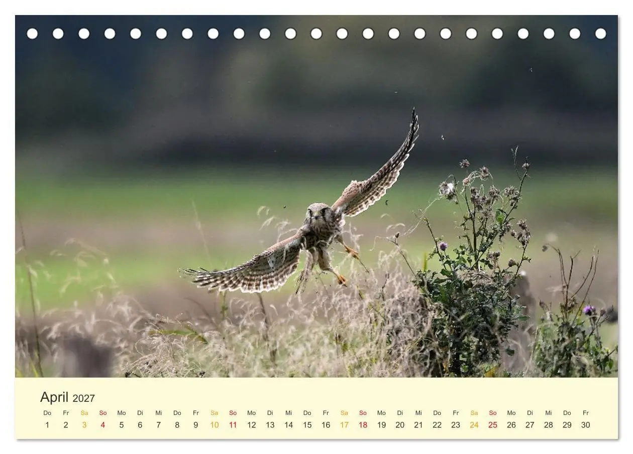 Bild: 9783569465381 | Im Revier der Falken (Tischkalender 2027 DIN A5 quer), CALVENDO...