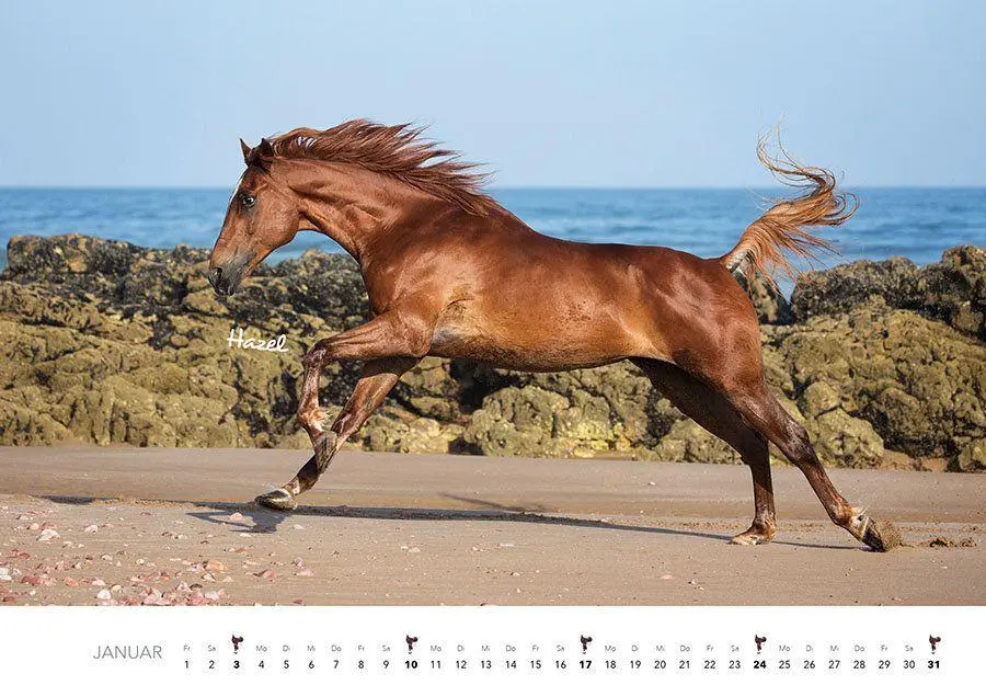 Bild: 9783960585381 | Pferde Kalender 2027 Wandkalender | Edyta Trojaska-Koch | Kalender