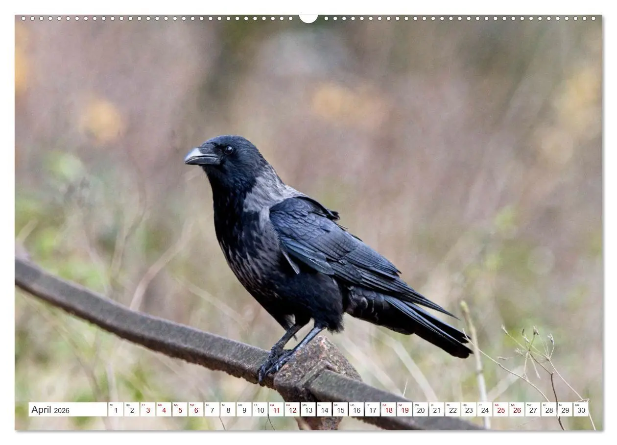 Bild: 9783457415481 | Rabenvögel - ganz nah (hochwertiger Premium Wandkalender 2026 DIN...