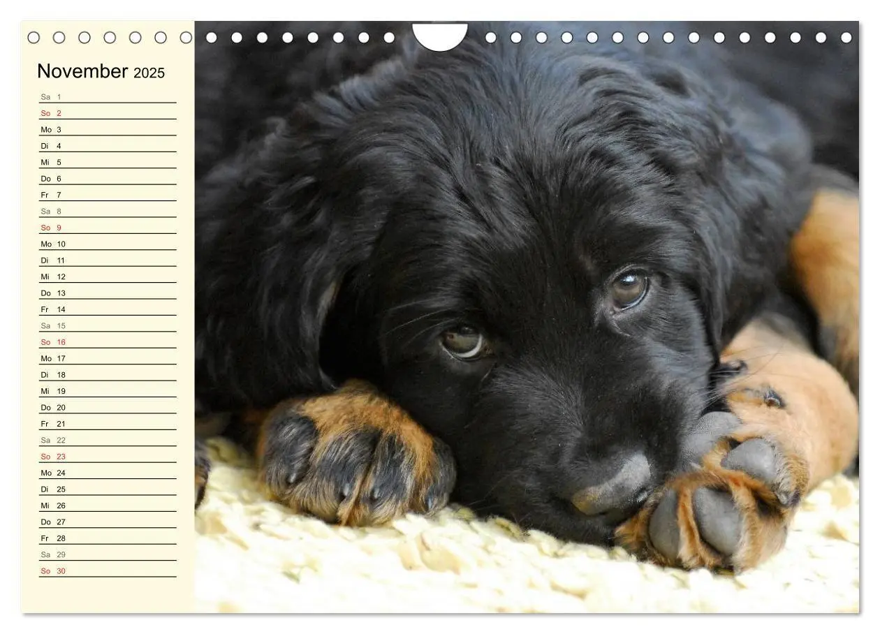 Bild: 9783435545681 | Mein bester Freund - Der Hovawart (Wandkalender 2025 DIN A4 quer),...