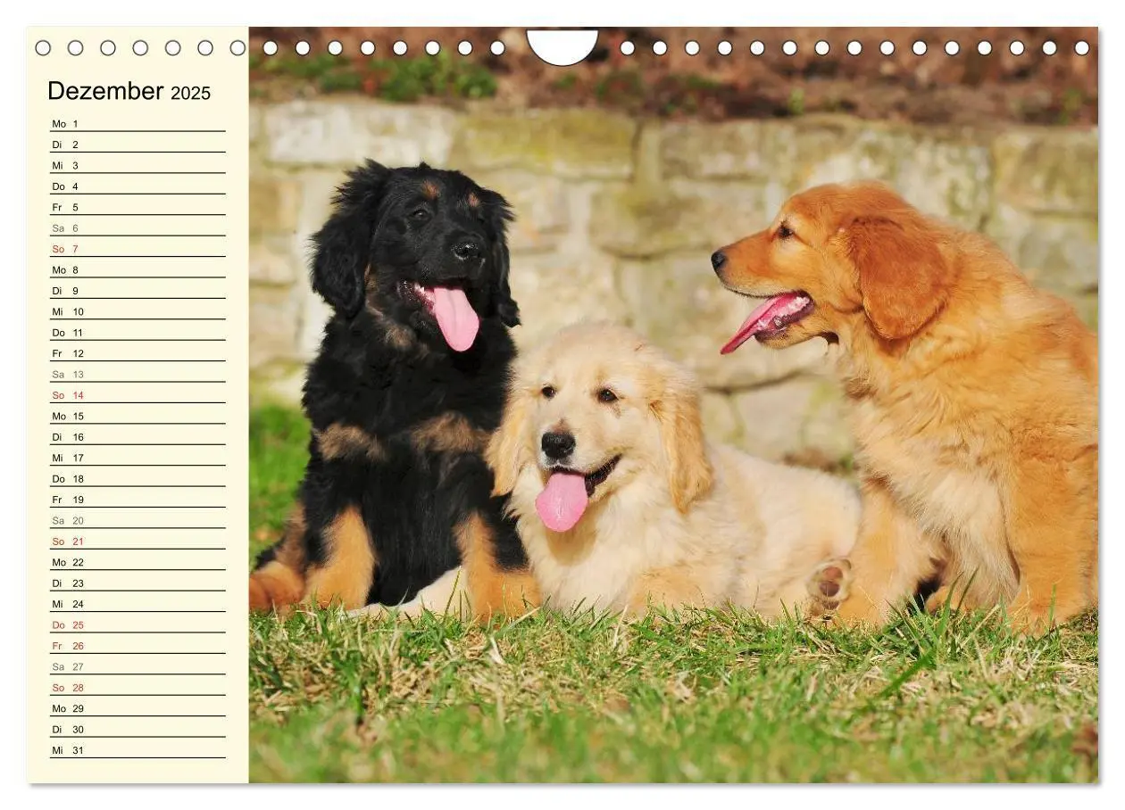 Bild: 9783435545681 | Mein bester Freund - Der Hovawart (Wandkalender 2025 DIN A4 quer),...