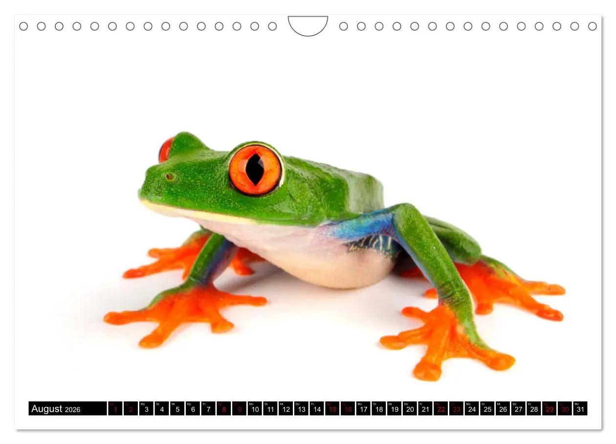 Bild: 9783457875681 | Farbenpracht der Frösche (Wandkalender 2026 DIN A4 quer), CALVENDO...