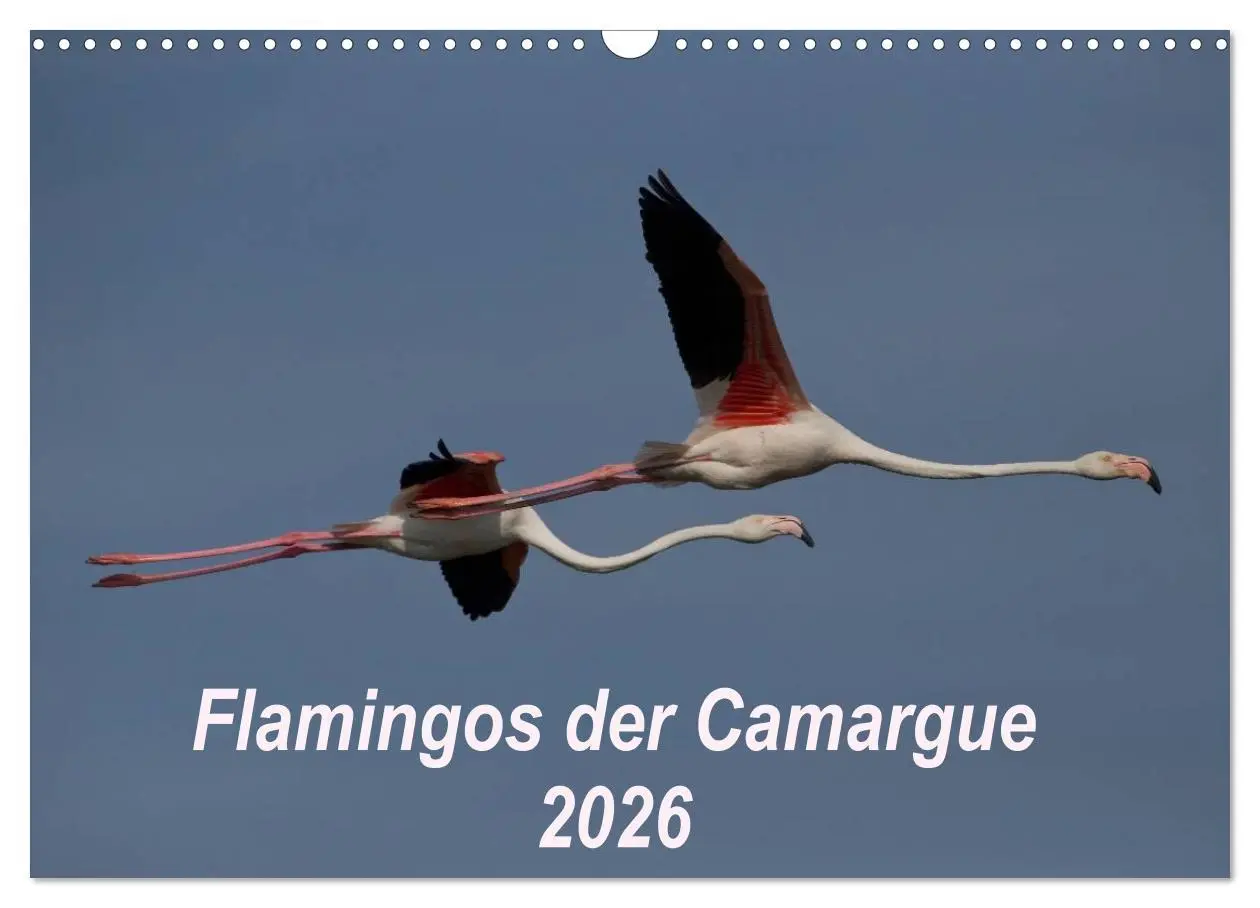 Cover: 9783516105681 | Flamingos der Camargue 2026 (Wandkalender 2026 DIN A3 quer),...