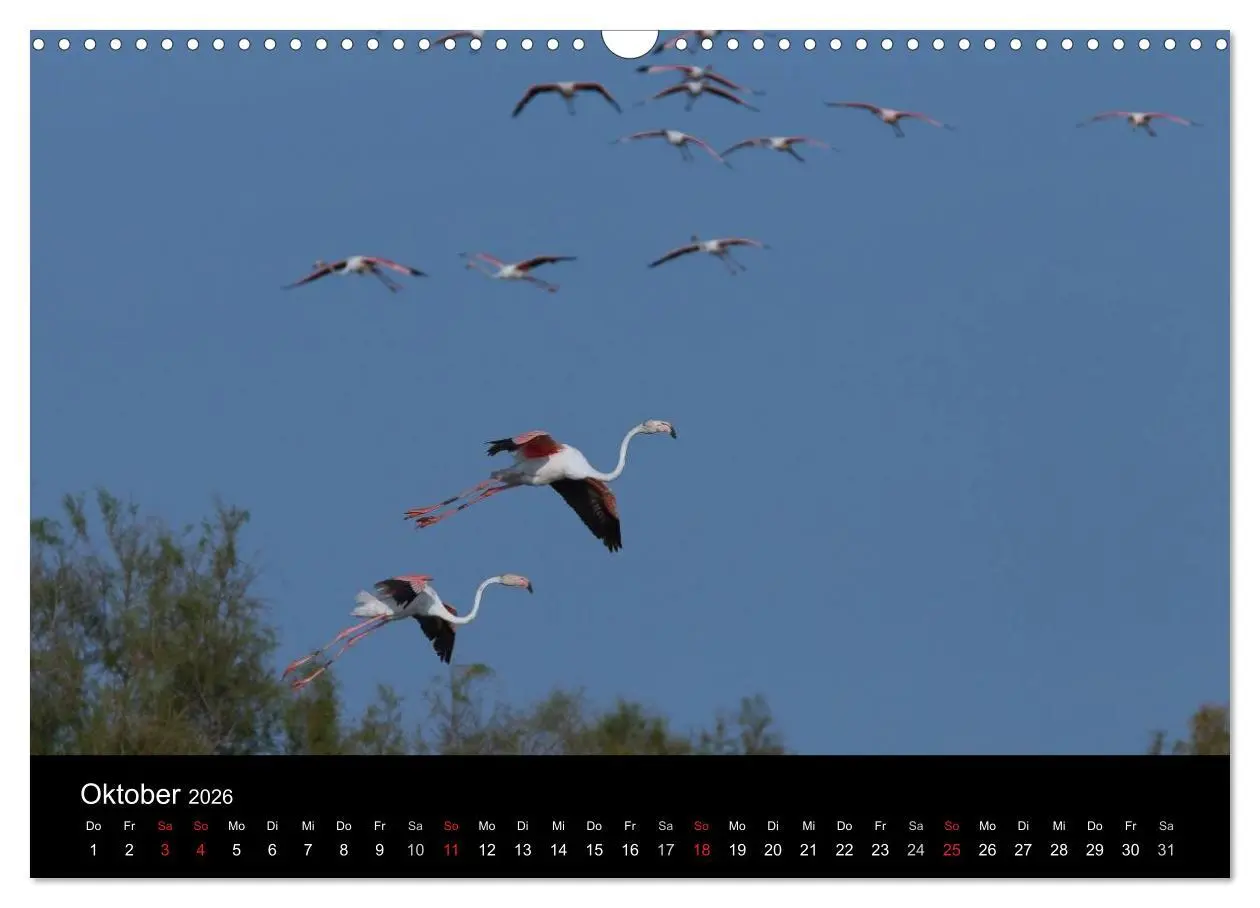 Bild: 9783516105681 | Flamingos der Camargue 2026 (Wandkalender 2026 DIN A3 quer),...