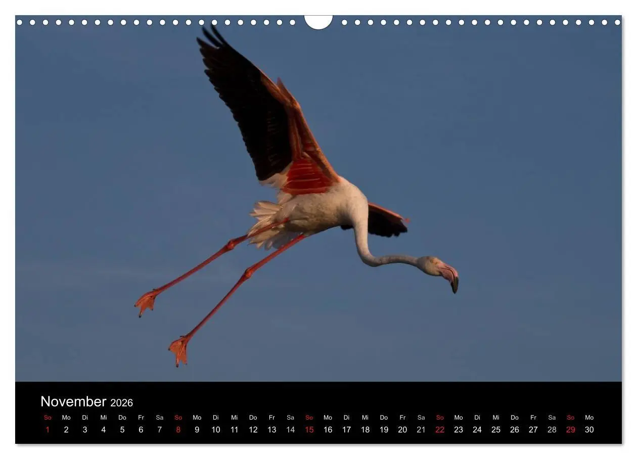 Bild: 9783516105681 | Flamingos der Camargue 2026 (Wandkalender 2026 DIN A3 quer),...