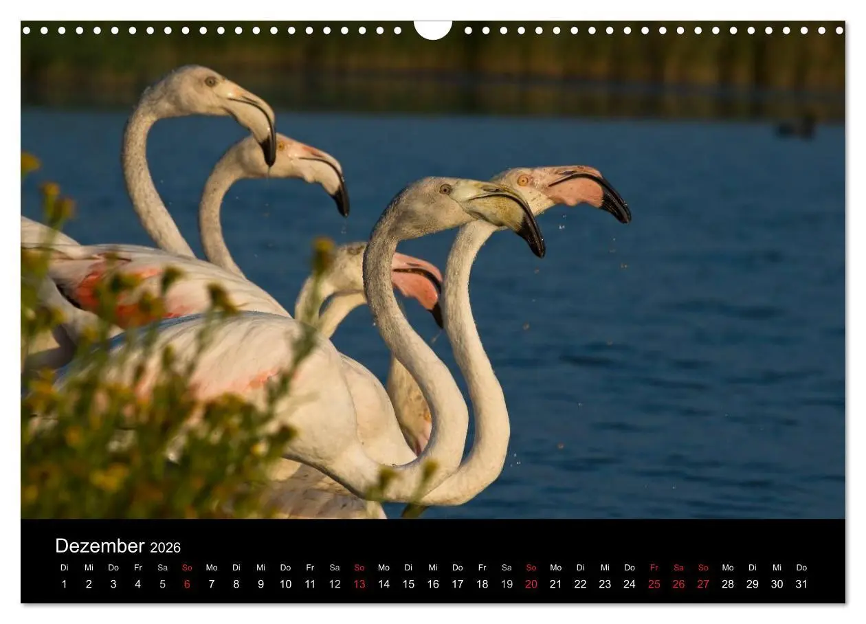 Bild: 9783516105681 | Flamingos der Camargue 2026 (Wandkalender 2026 DIN A3 quer),...