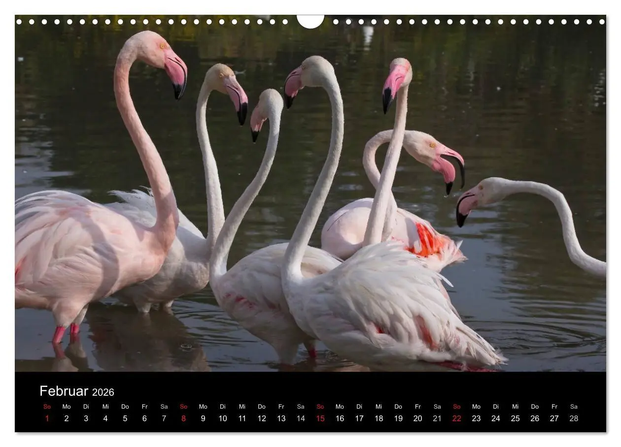Bild: 9783516105681 | Flamingos der Camargue 2026 (Wandkalender 2026 DIN A3 quer),...