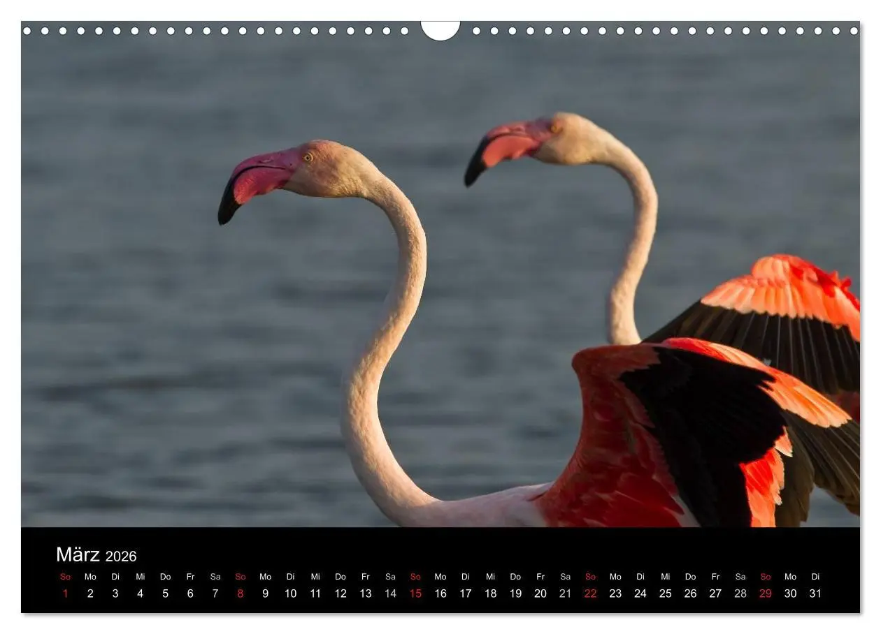 Bild: 9783516105681 | Flamingos der Camargue 2026 (Wandkalender 2026 DIN A3 quer),...