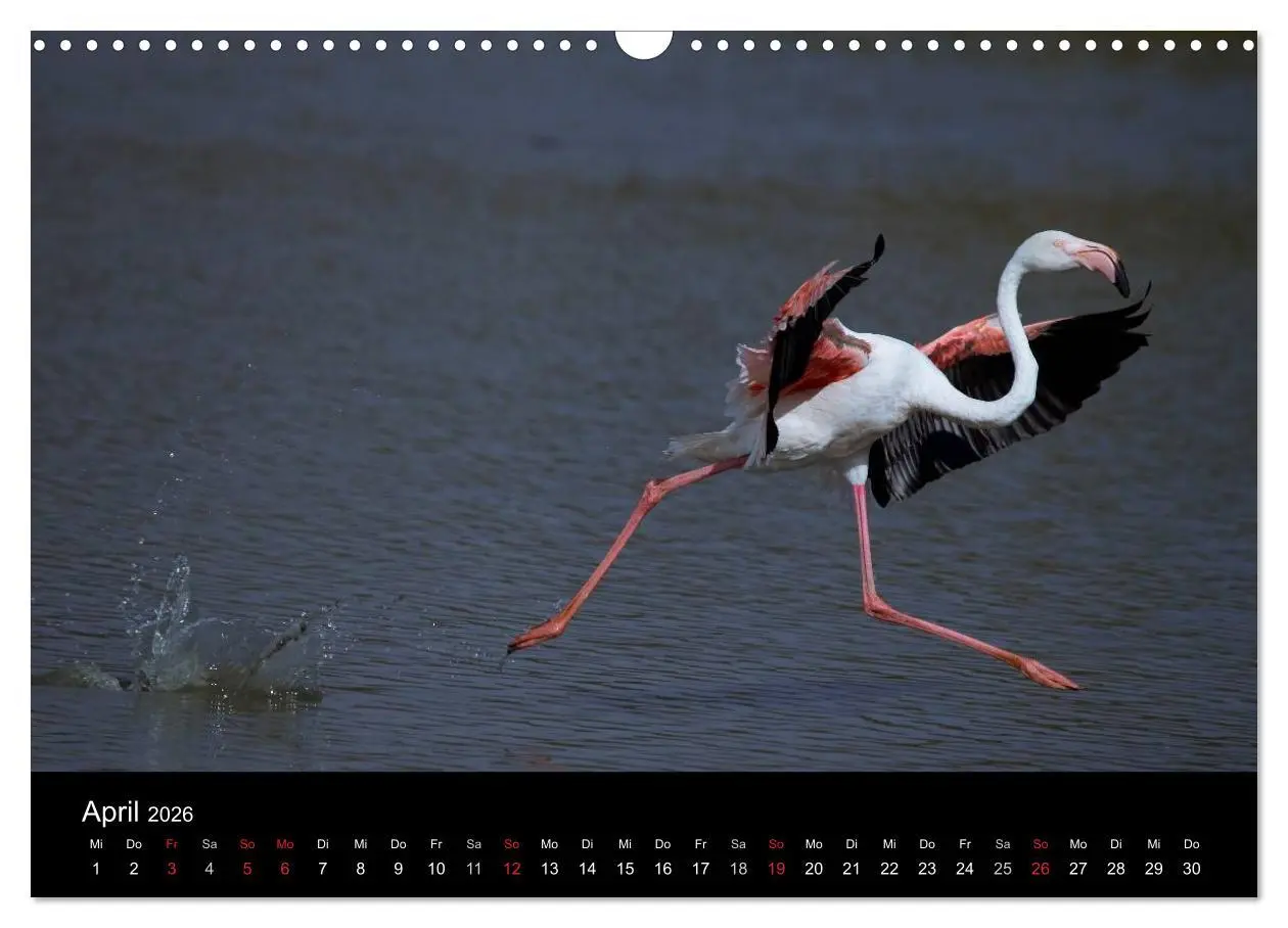 Bild: 9783516105681 | Flamingos der Camargue 2026 (Wandkalender 2026 DIN A3 quer),...