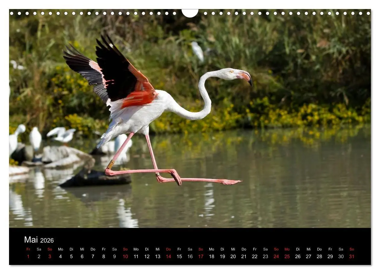 Bild: 9783516105681 | Flamingos der Camargue 2026 (Wandkalender 2026 DIN A3 quer),...