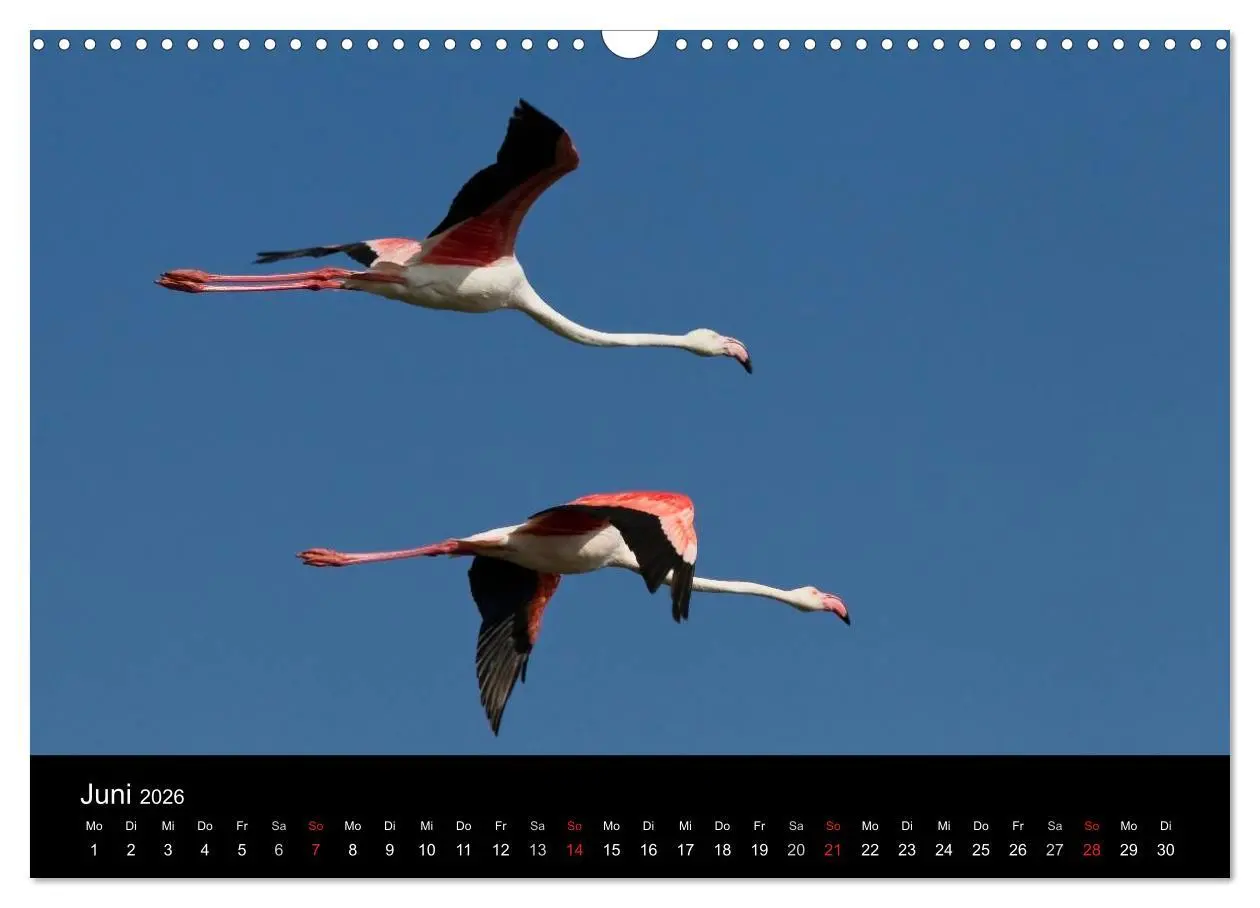 Bild: 9783516105681 | Flamingos der Camargue 2026 (Wandkalender 2026 DIN A3 quer),...