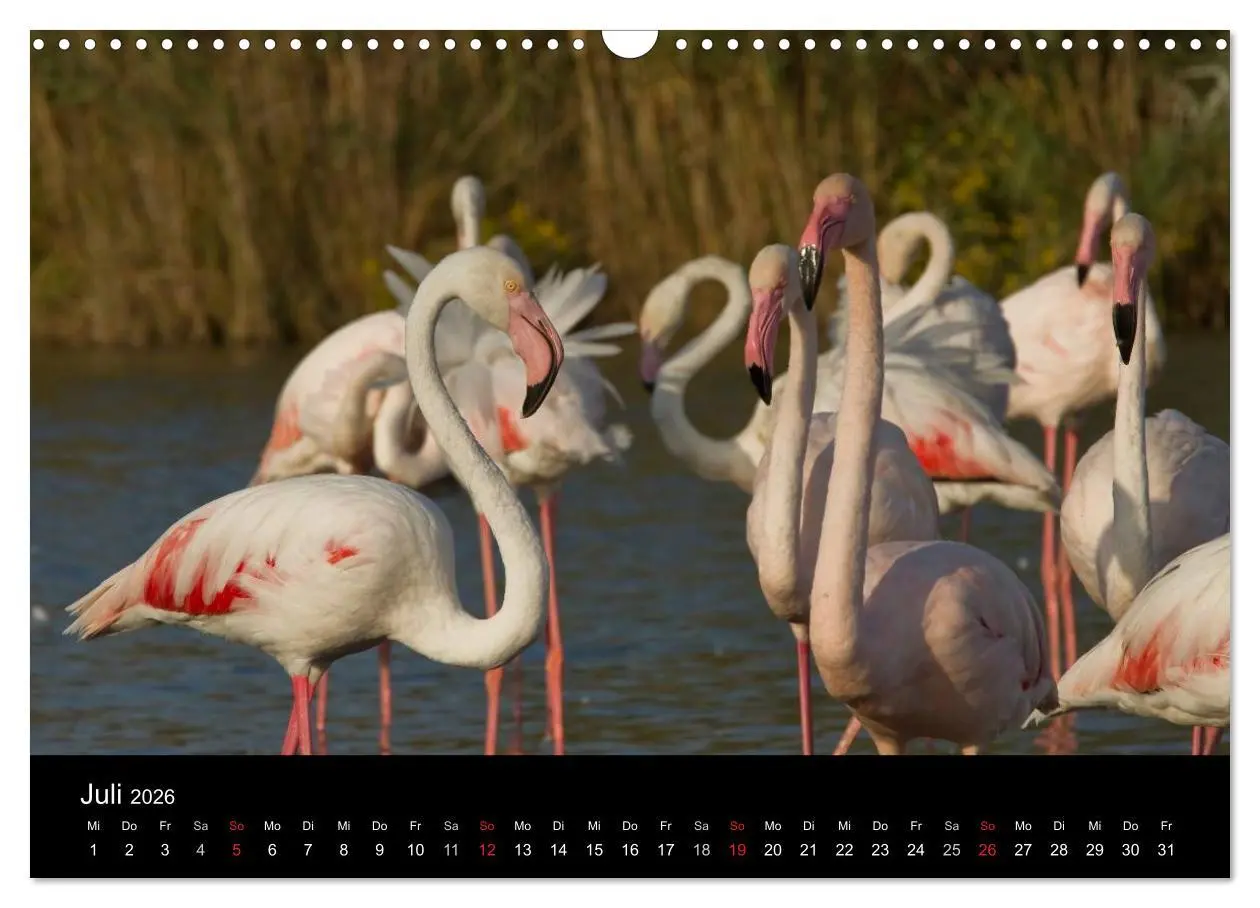 Bild: 9783516105681 | Flamingos der Camargue 2026 (Wandkalender 2026 DIN A3 quer),...