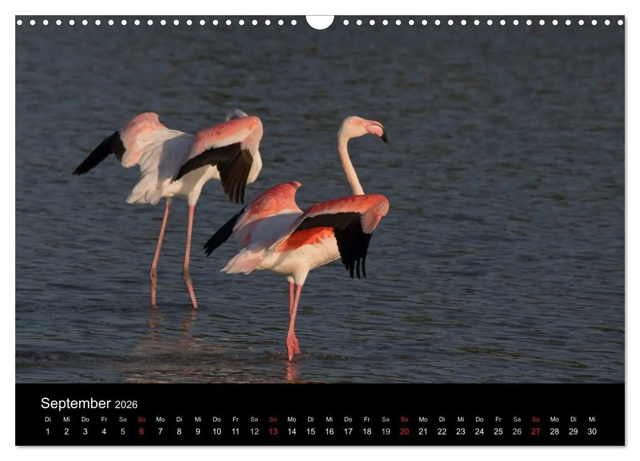 Bild: 9783516105681 | Flamingos der Camargue 2026 (Wandkalender 2026 DIN A3 quer),...
