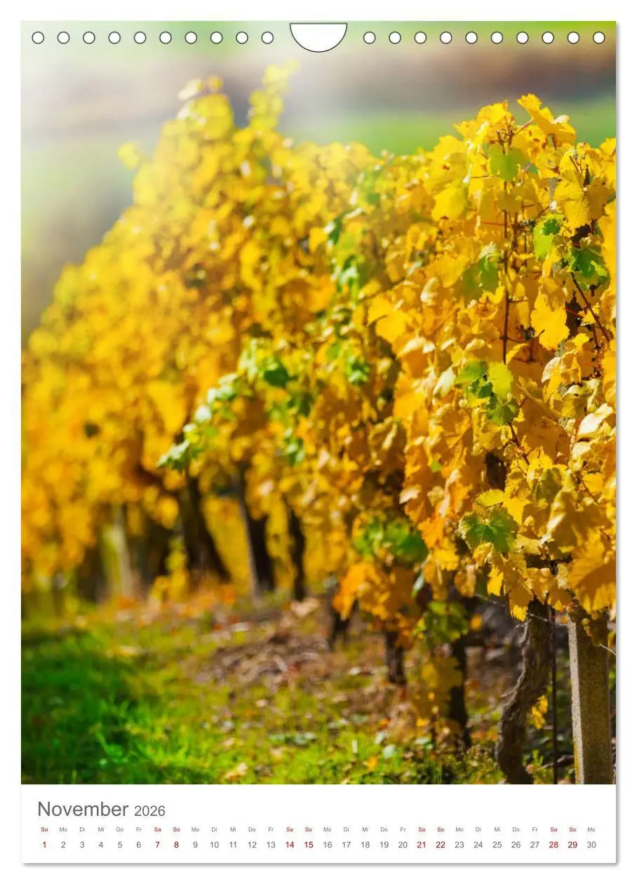 Bild: 9783516415681 | Weinjahr (Wandkalender 2026 DIN A4 hoch), CALVENDO Monatskalender