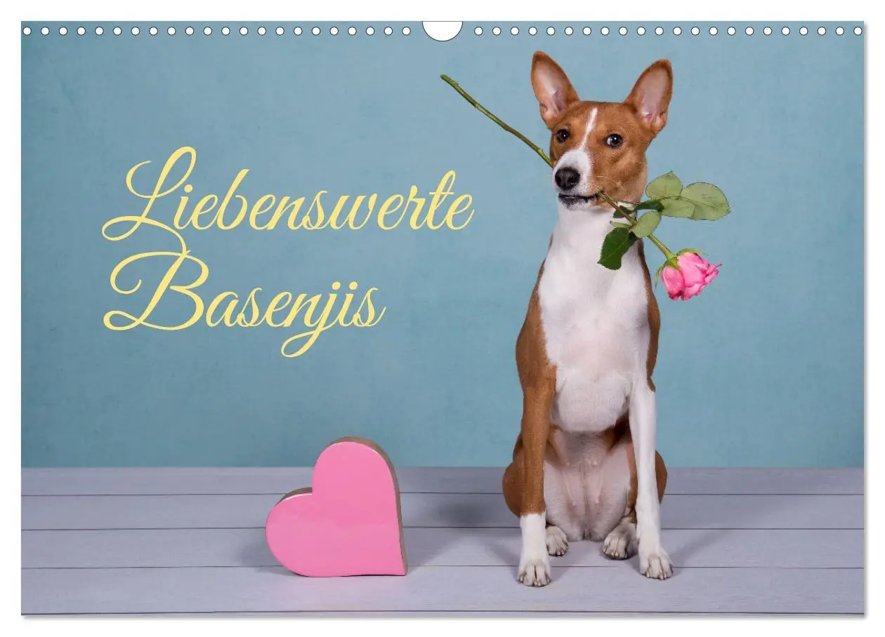 Cover: 9783457555781 | Liebenswerte Basenjis (Wandkalender 2026 DIN A3 quer), CALVENDO...