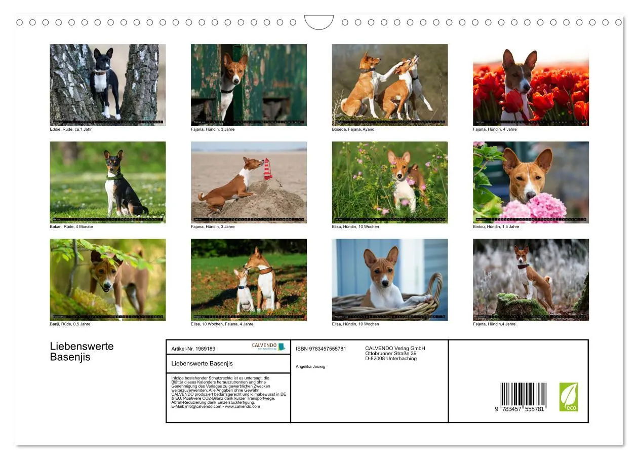Bild: 9783457555781 | Liebenswerte Basenjis (Wandkalender 2026 DIN A3 quer), CALVENDO...