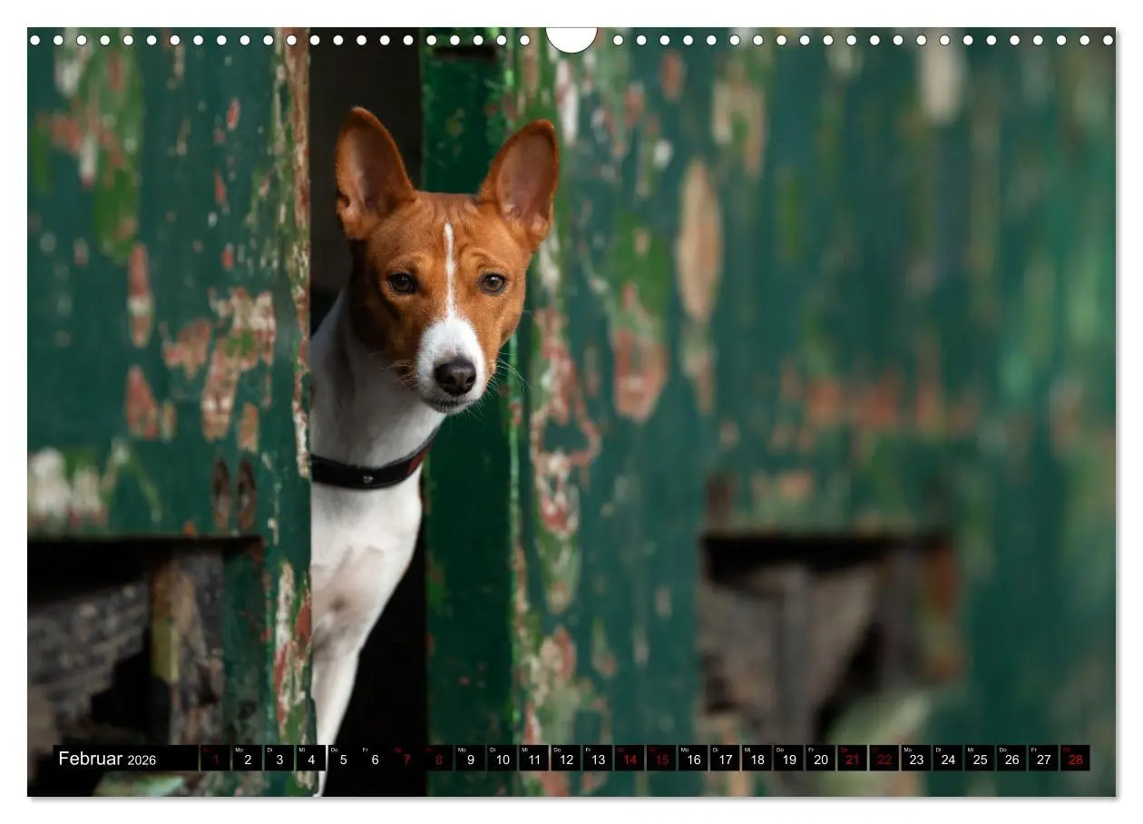 Bild: 9783457555781 | Liebenswerte Basenjis (Wandkalender 2026 DIN A3 quer), CALVENDO...
