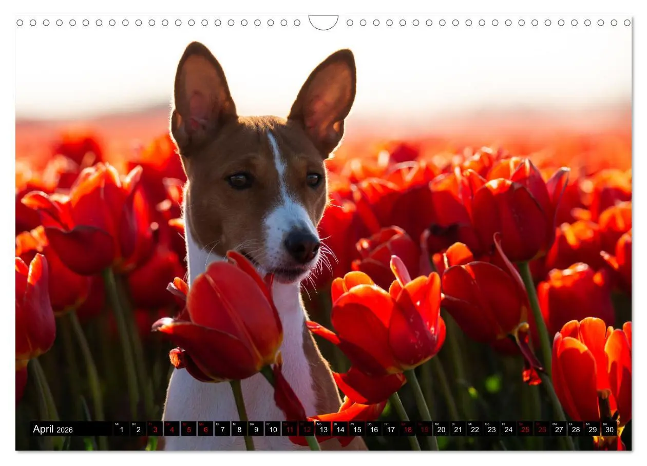 Bild: 9783457555781 | Liebenswerte Basenjis (Wandkalender 2026 DIN A3 quer), CALVENDO...