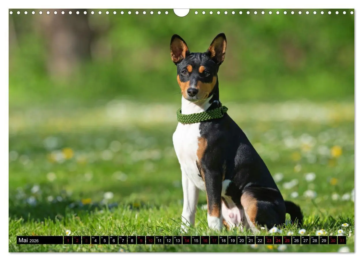 Bild: 9783457555781 | Liebenswerte Basenjis (Wandkalender 2026 DIN A3 quer), CALVENDO...