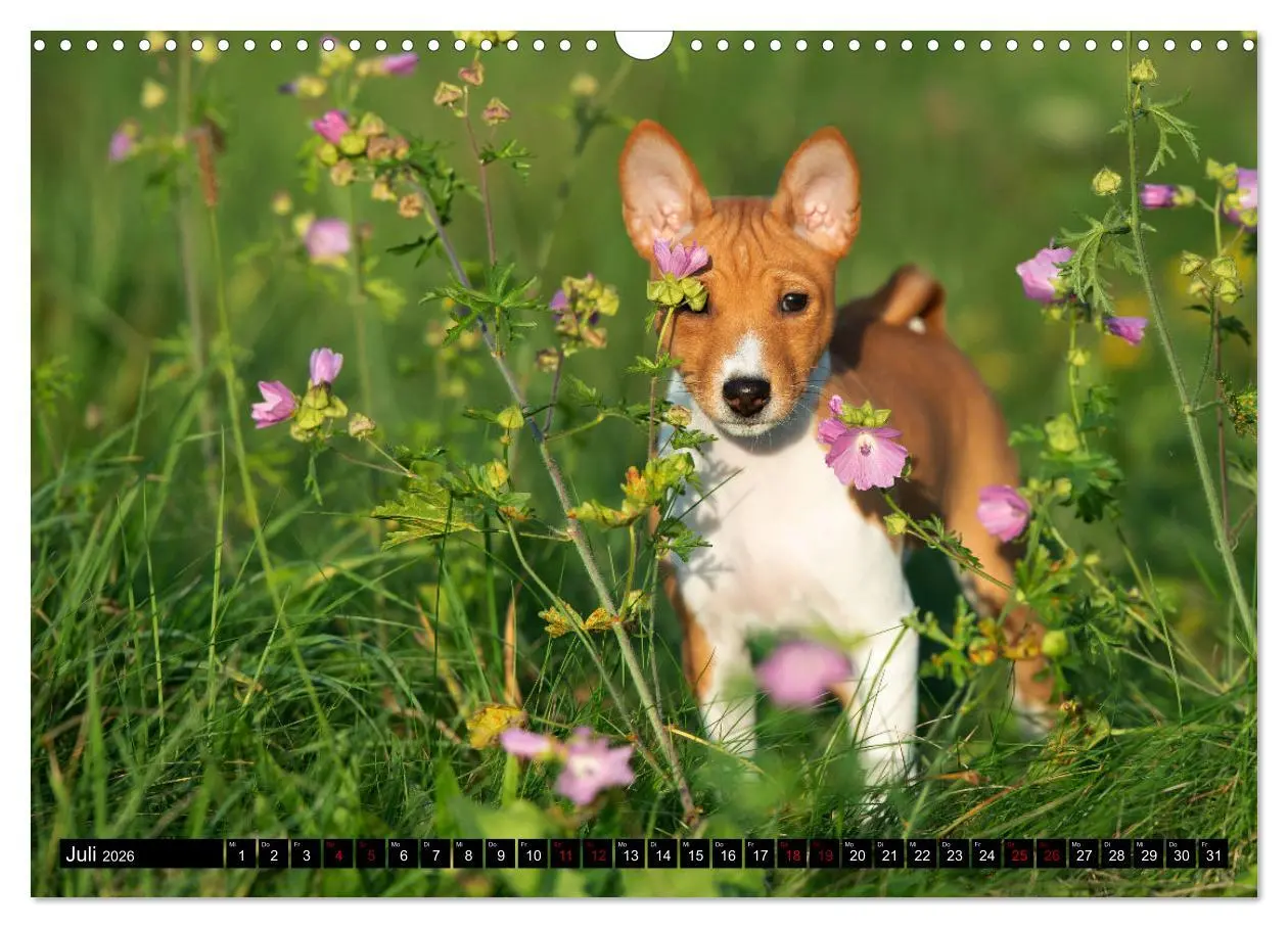 Bild: 9783457555781 | Liebenswerte Basenjis (Wandkalender 2026 DIN A3 quer), CALVENDO...