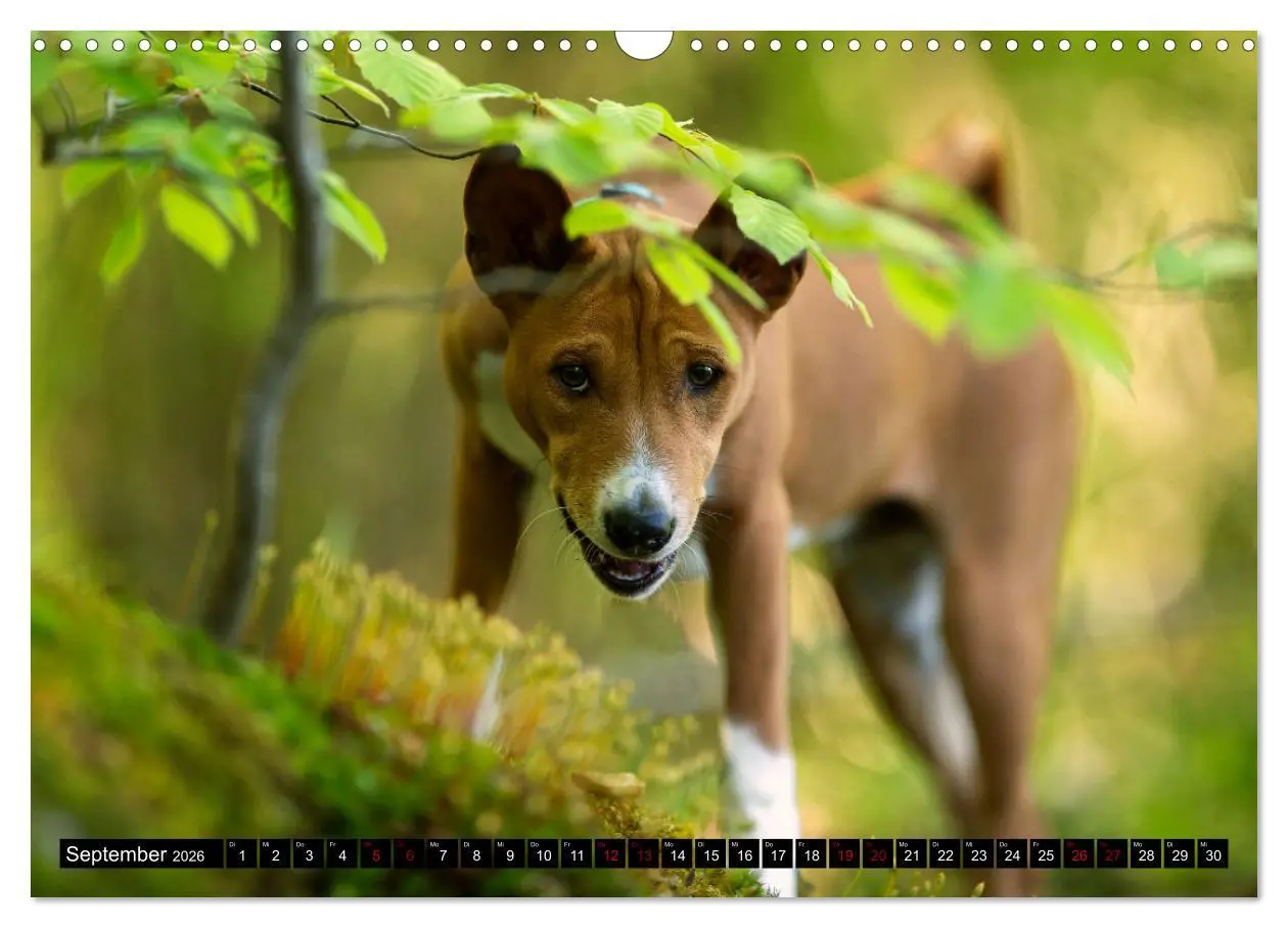 Bild: 9783457555781 | Liebenswerte Basenjis (Wandkalender 2026 DIN A3 quer), CALVENDO...