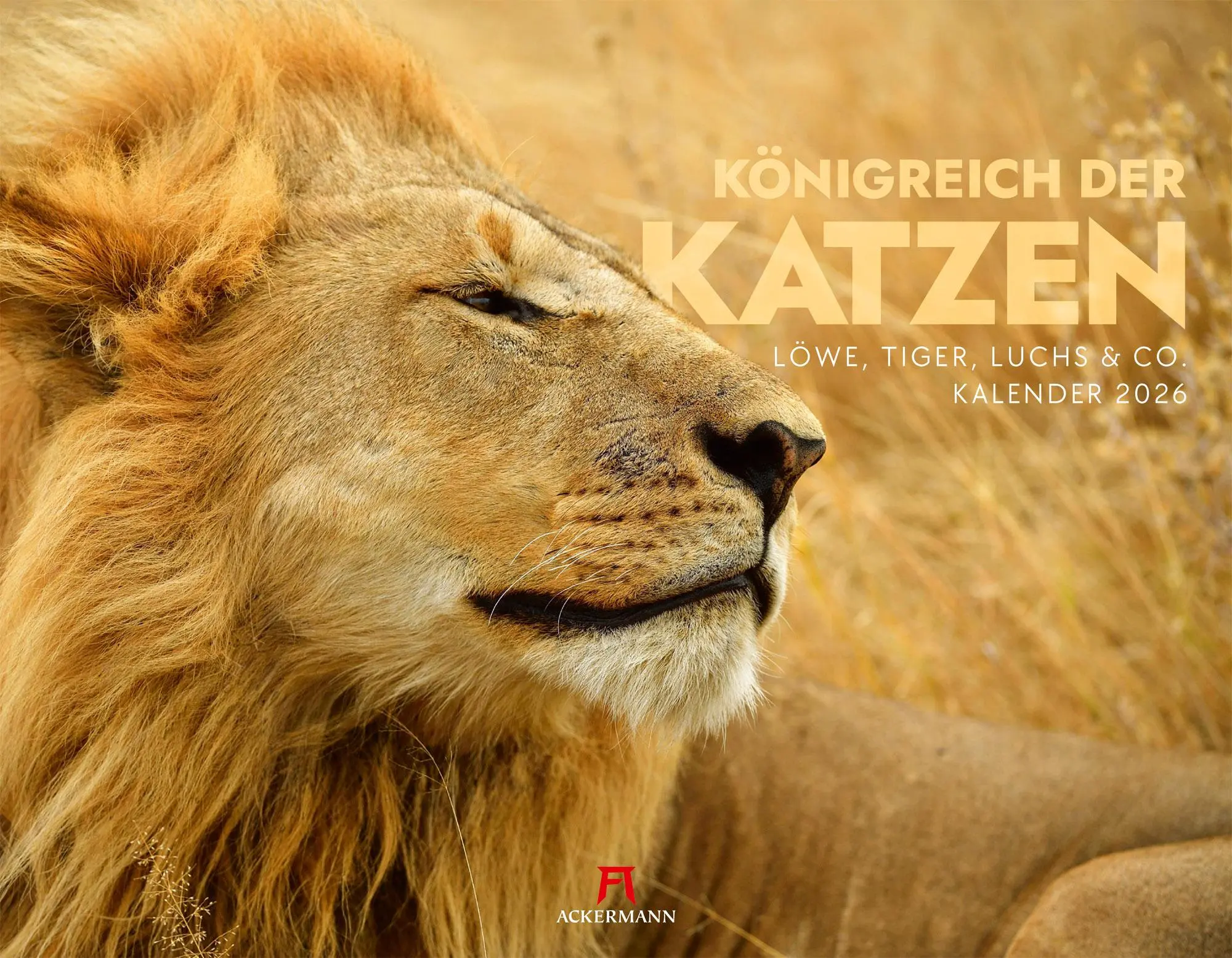 Cover: 9783838436081 | Königreich der Katzen Kalender 2026 Löwe, Tiger, Luchs &amp; Co | GmbH